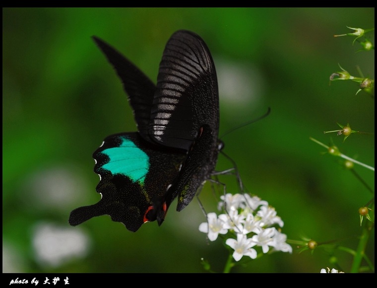 DSC_0113a.jpg