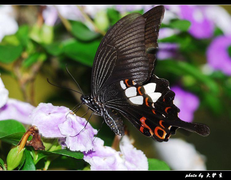 DSC_0214a.jpg