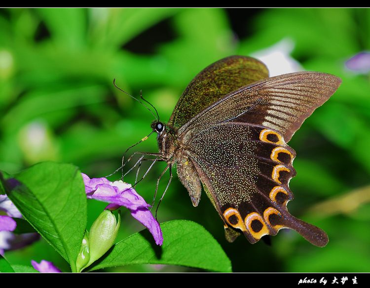 DSC_0226a.jpg