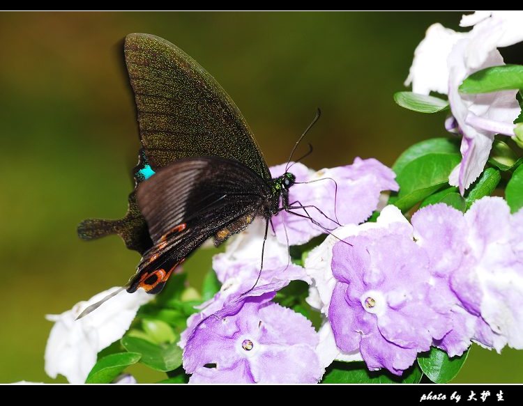 DSC_0212a.jpg