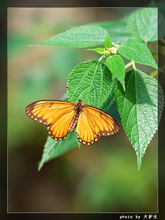 DSC_1484a.jpg