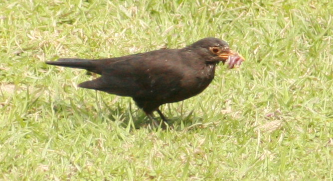 a4924.JPG