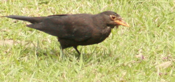 a4915.JPG