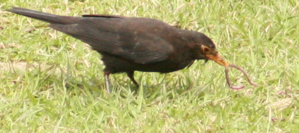 a4916.JPG