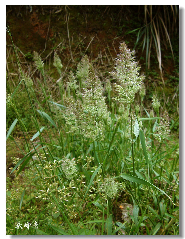 DSCF0229.jpg