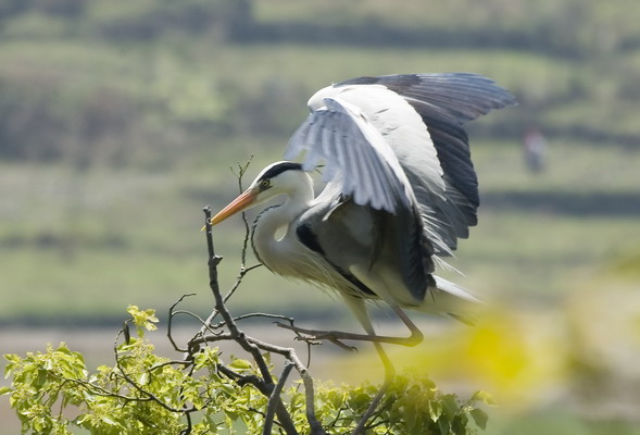 DSC_2240_С.jpg