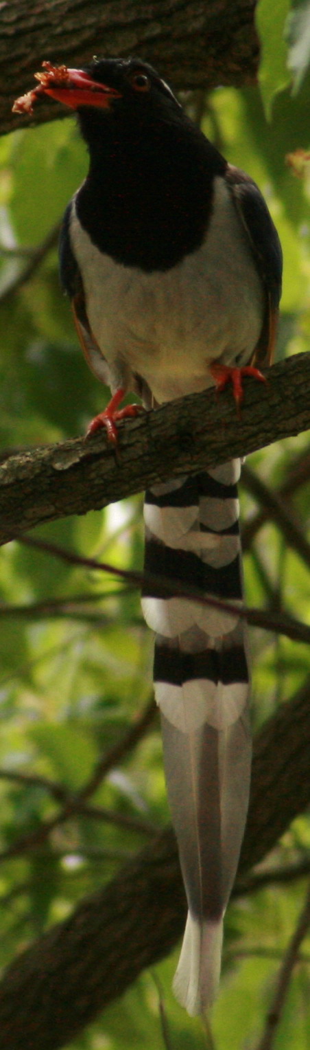 a5111.JPG