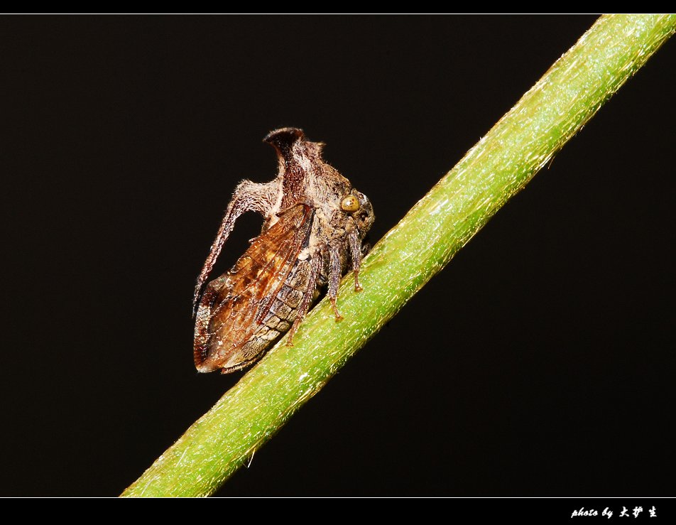 DSC_0425a.jpg