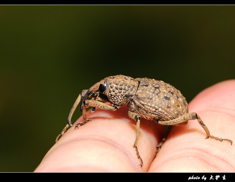 DSC_0190a.jpg
