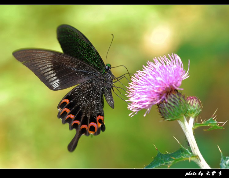 DSC_0243a.jpg