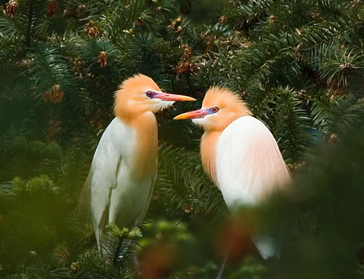 DSC_2358 _С.jpg