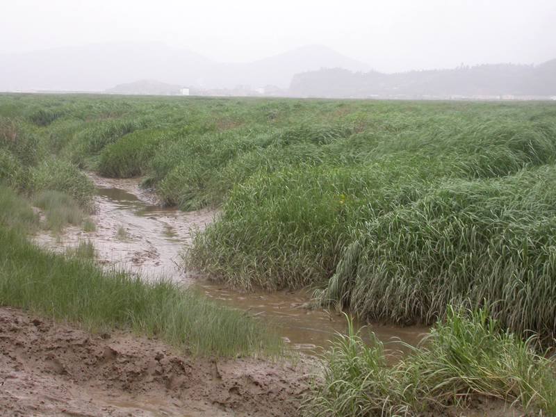 damicao2.jpg