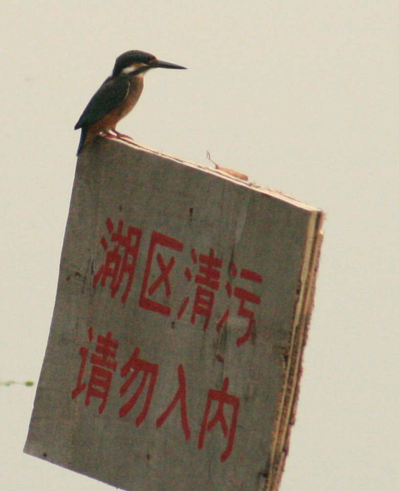 b2213.JPG