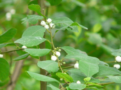 P1020374.JPG