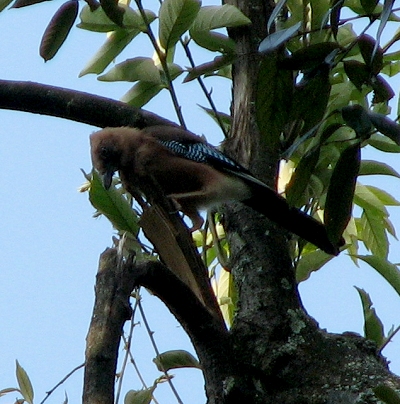 IMG_5827-1.jpg
