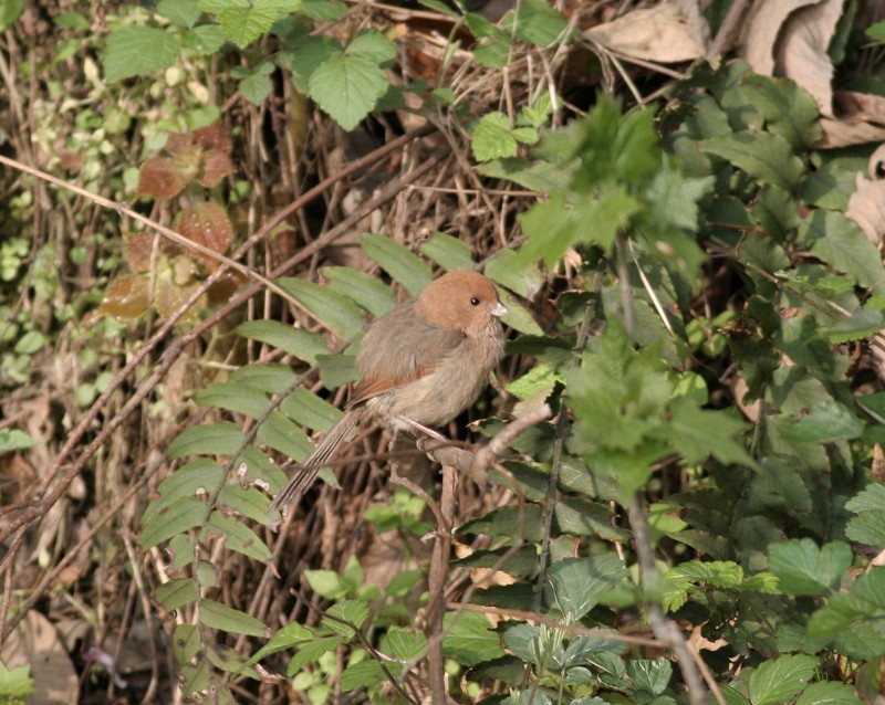 IMG_2540.jpg