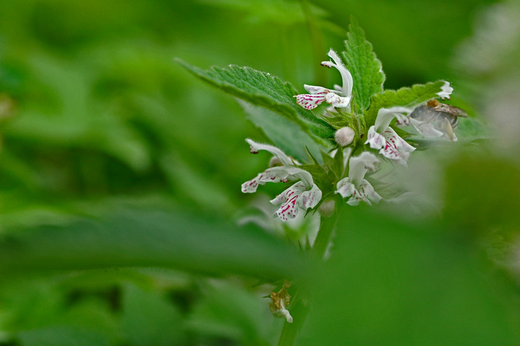 DSC_0505ˮ֥.jpg