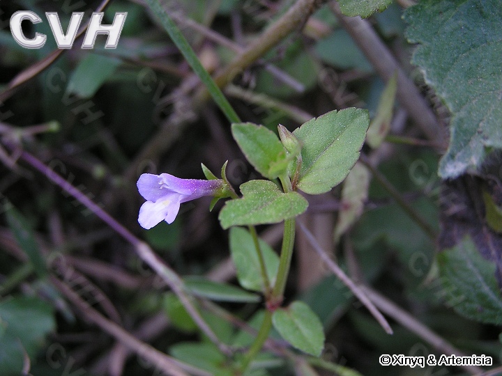 泥花草.jpg
