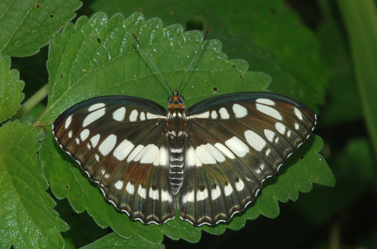 athyma perius ̵