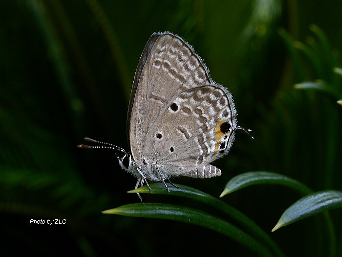 DSCN9107-1.jpg