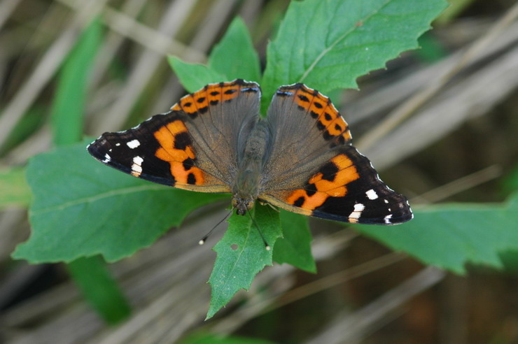 DSC_0671.jpg