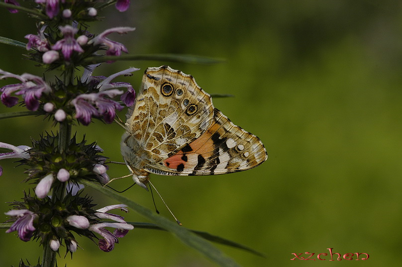 DSC_0051.jpg