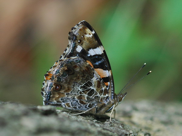DSC_0632.jpg