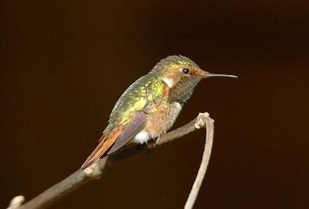 Իͷ񣨻ͷSelasphorus scintilla.jpg
