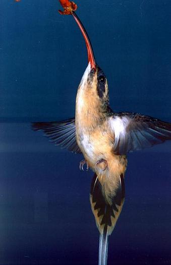 踹Phaethornis syrmatophorus