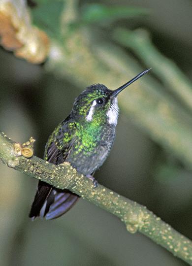 ׺ʯLampornis castaneoventris