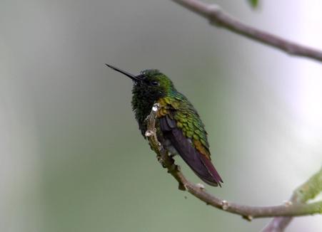 ͭɫChlorostilbon russatus.jpg