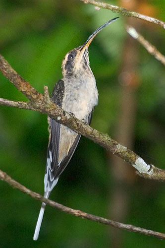 ۺPhaethornis eurynome.jpg