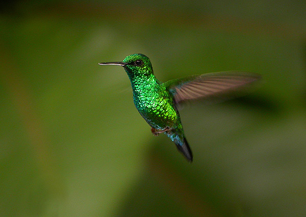 βChlorostilbon mellisugus.jpg