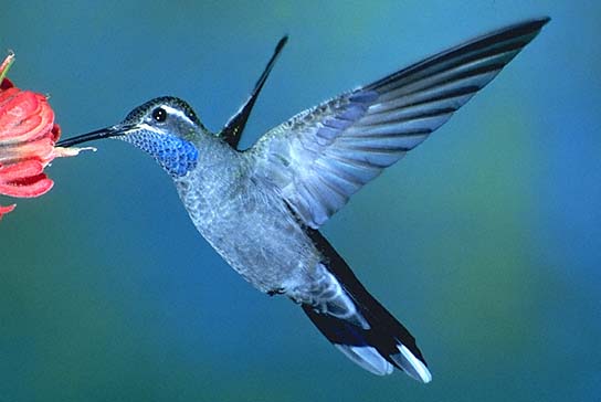 ʯLampornis clemenciae.jpg