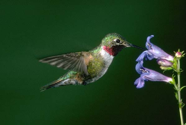 βͷSelasphorus platycercus.jpg