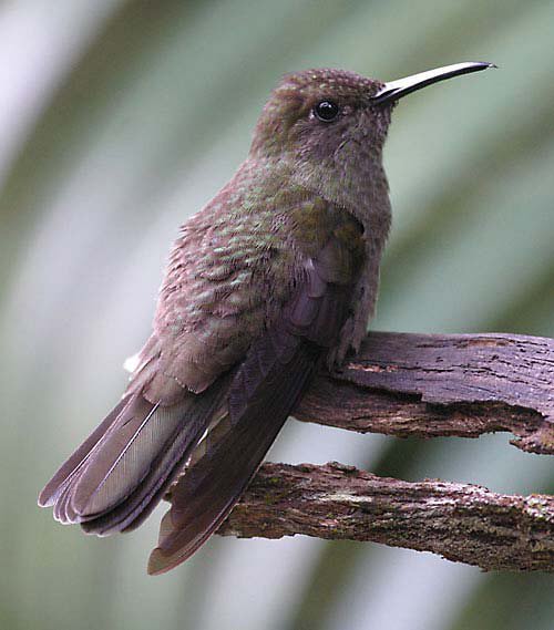 ɫCampylopterus cirrochloris