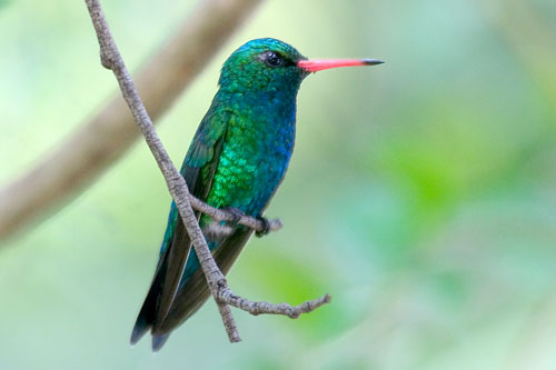 ԸChlorostilbon aureoventris.jpg