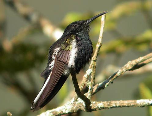 ڷFlorisuga fuscusMelanotrochilus fuscus.jpg