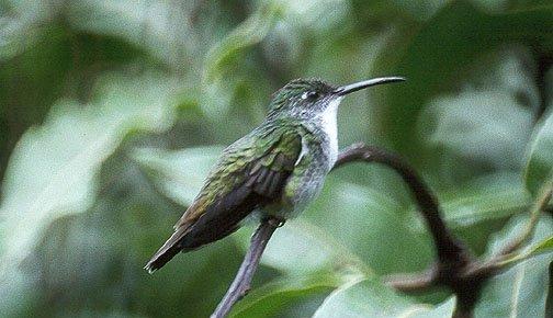 طAgyrtria brevirostris
