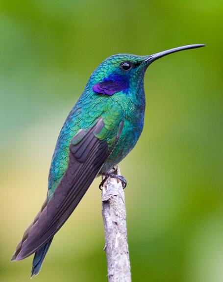 ϶Colibri thalassinus.jpg