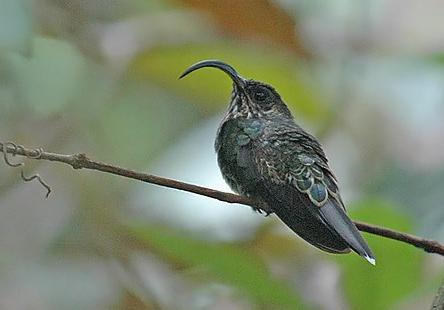βEutoxeres aquila