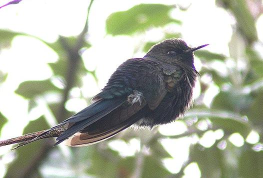 Chalcostigma stanleyi.jpg