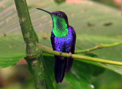 Thalurania colombica.jpg