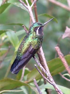 ʯLampornis calolaema.jpg