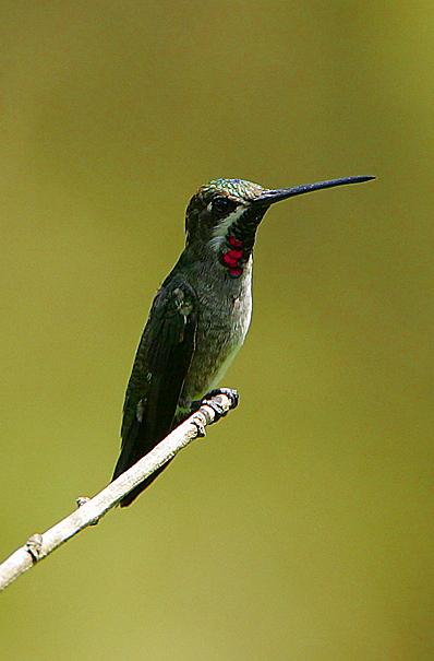 ǺHeliomaster longirostris