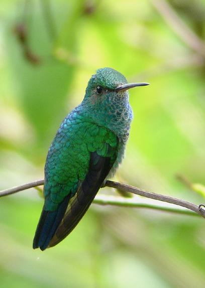 Chlorostilbon notatus.jpg