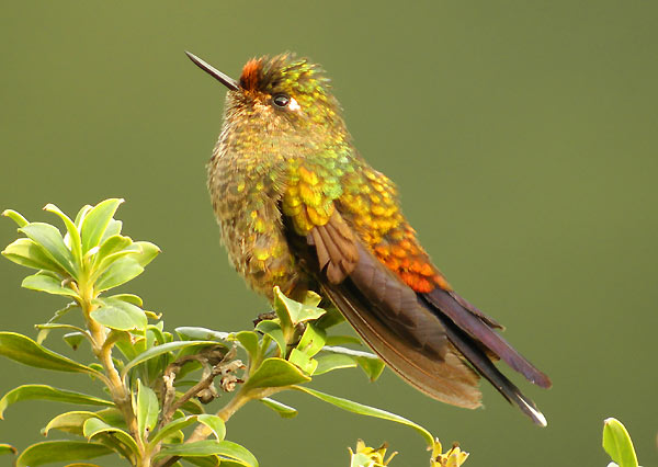 Chalcostigma herrani
