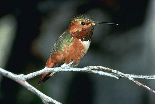 ϻͷSelasphorus sasin