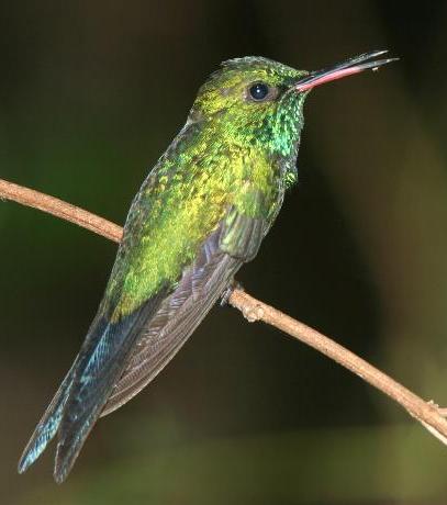 Chlorostilbon maugaeus