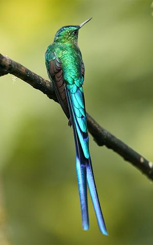 βAglaiocercus kingi